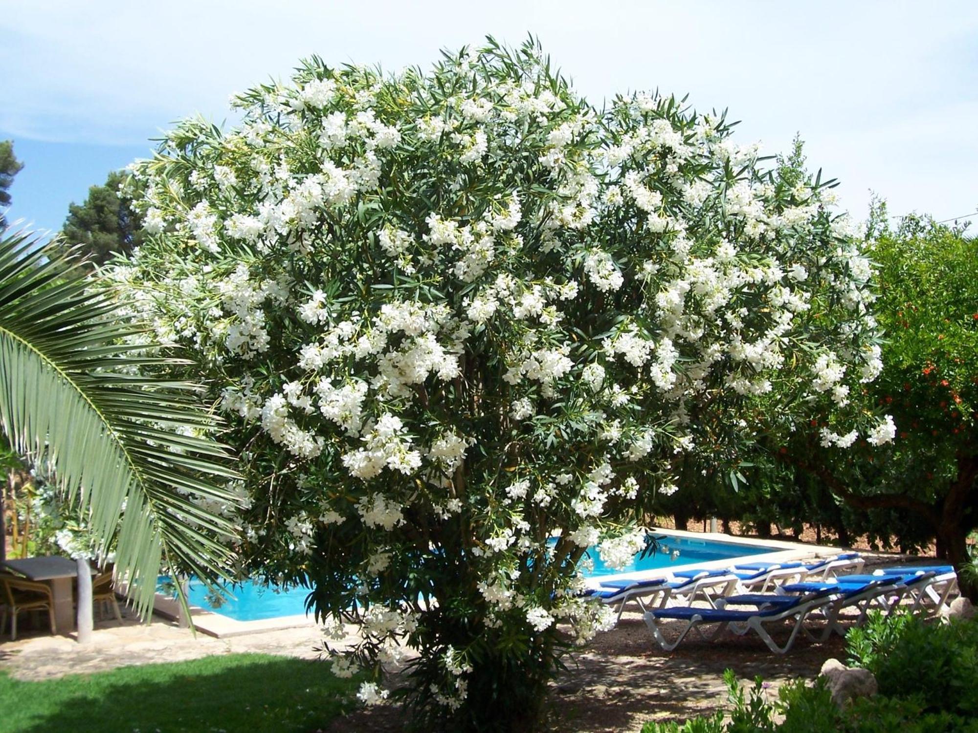 Holiday home Bosque Cala Blava (Mallorca)